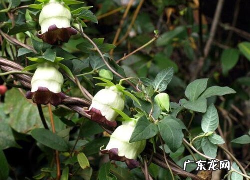 四叶参的生长周期是多长时间