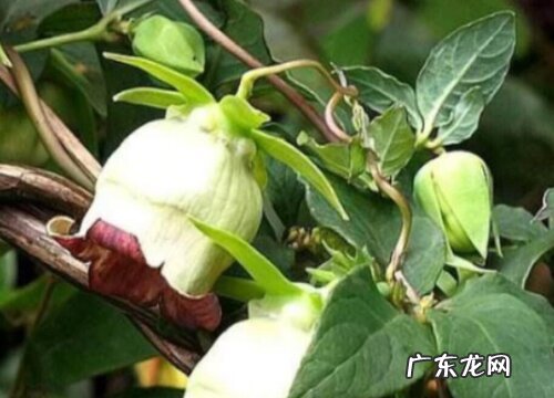 四叶参的生长周期是多长时间