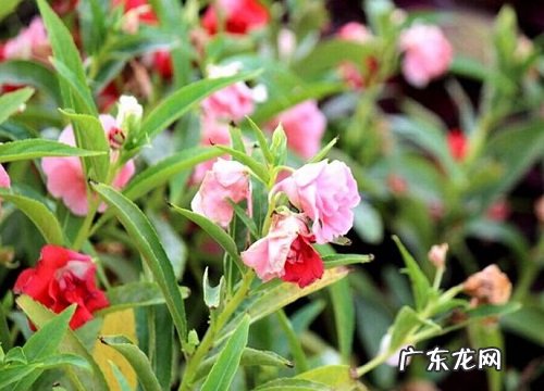 凤仙花是一年生还是多年生