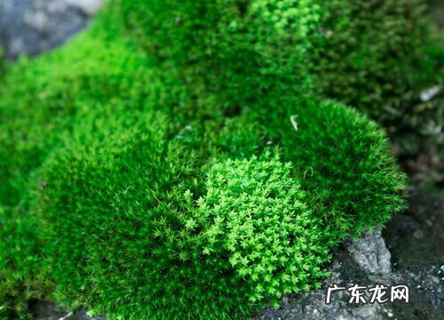 水泥地面长青苔怎么处理能完全去除 快速清除青苔小窍门