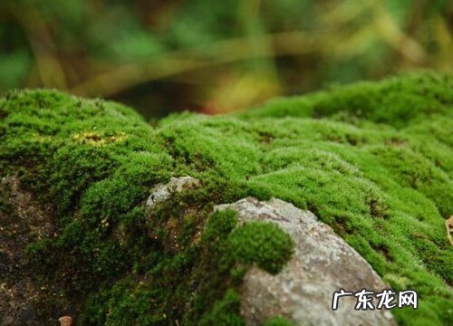 水泥地面长青苔怎么处理能完全去除 快速清除青苔小窍门
