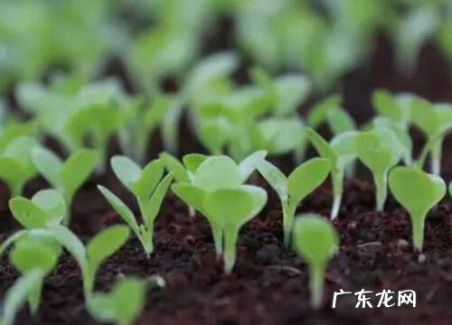 植物分类有哪几大类 常见的植物可以分为哪几种类型