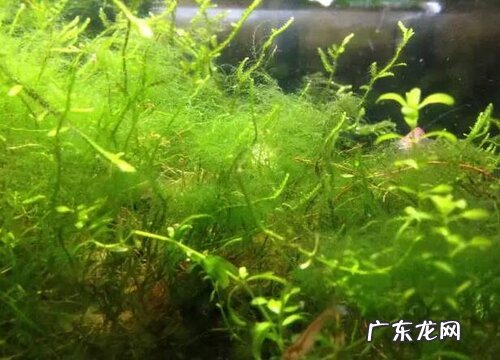 植物分类有哪几大类 常见的植物可以分为哪几种类型