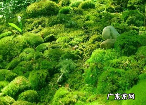 植物分类有哪几大类 常见的植物可以分为哪几种类型