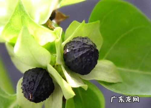 植物分类有哪几大类 常见的植物可以分为哪几种类型