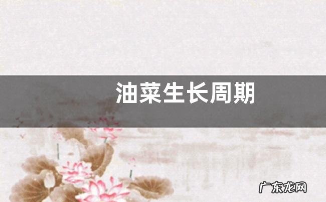 油菜生长周期