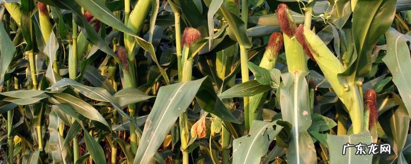 芒种过后十多天能种玉米吗