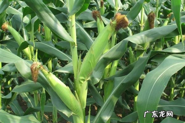 芒种过后十多天能种玉米吗