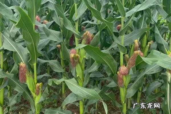 芒种过后十多天能种玉米吗