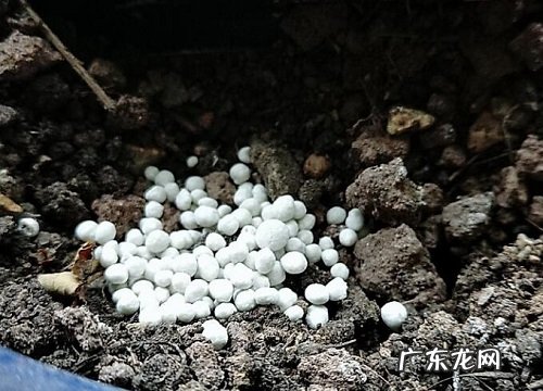 真假复合肥识别方法 分辨复合肥真假最简单的方法