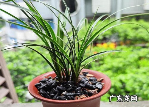 兰花养护中水分的重要性