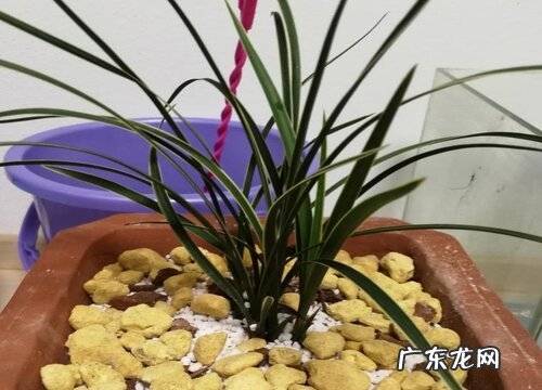 兰花养护中水分的重要性