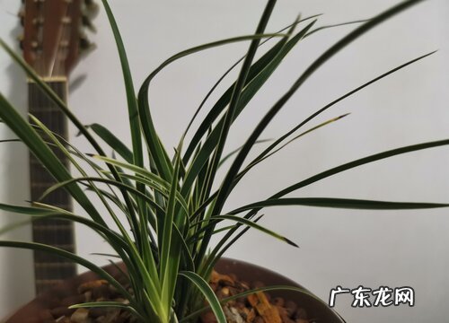 兰花养护中水分的重要性