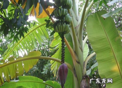 广西七八月有什么水果成熟 广西7至8月份盛产什么水果