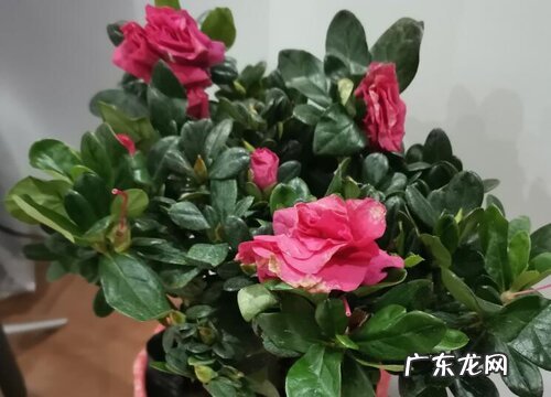 家里养杜鹃花吉祥吗 在家摆放杜鹃花的寓意和象征