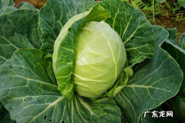 过了芒种还能种啥