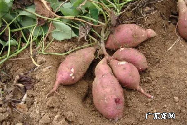 过了芒种还能种啥