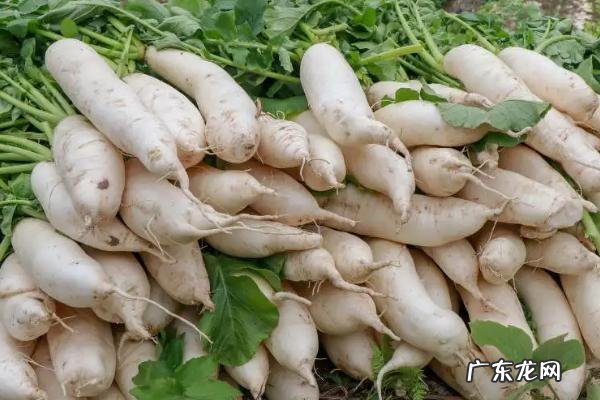 过了芒种还能种啥