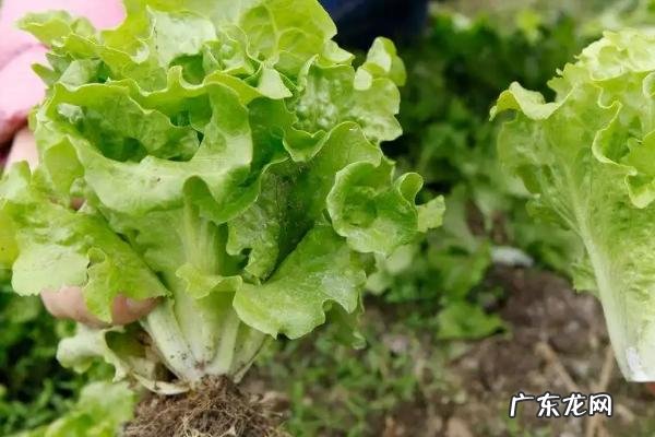 过了芒种还能种啥