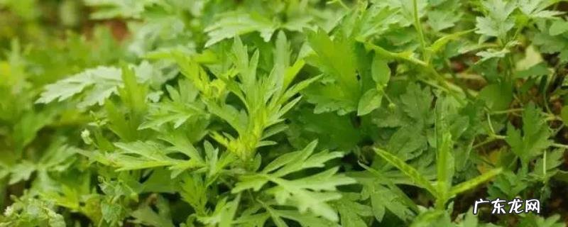 阳台种艾草可以驱蚊吗