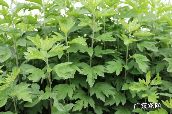 阳台种艾草可以驱蚊吗