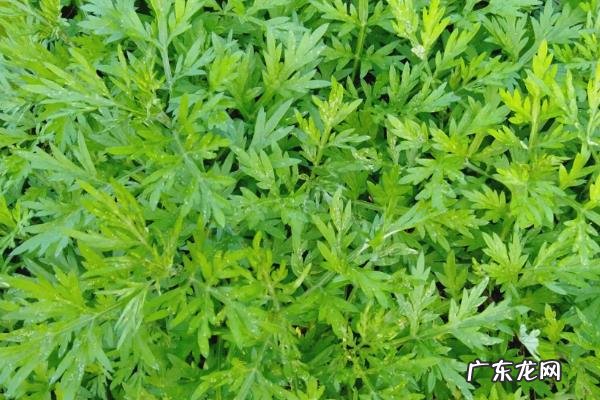 阳台种艾草可以驱蚊吗