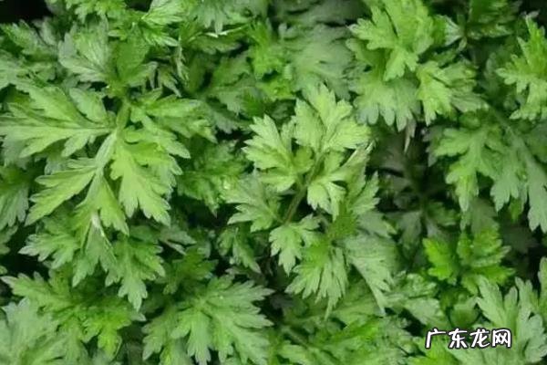 阳台种艾草可以驱蚊吗