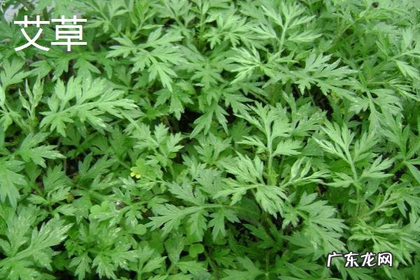 紫苏和艾草的区别