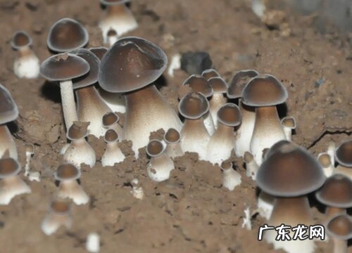鸡纵菌生长在什么地方