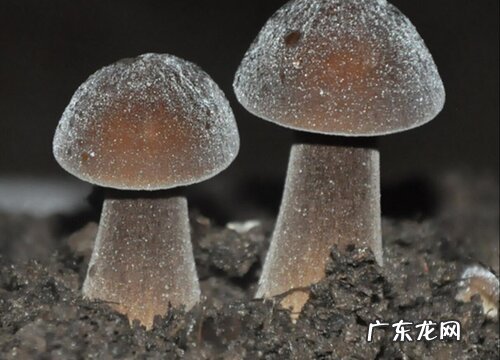 鸡纵菌生长在什么地方