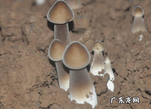 鸡纵菌生长在什么地方