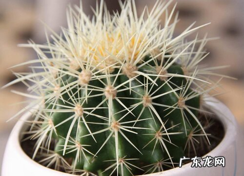 懒人一定要养这5种花生命力强 懒人养花哪种容易活