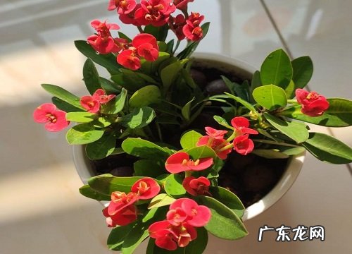 懒人一定要养这5种花生命力强 懒人养花哪种容易活