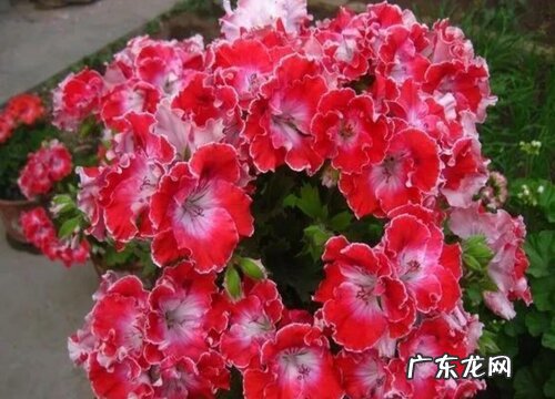 懒人一定要养这5种花生命力强 懒人养花哪种容易活