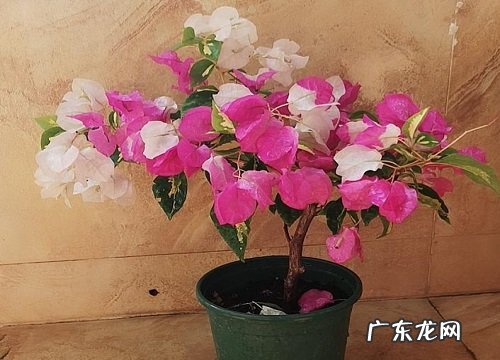 懒人一定要养这5种花生命力强 懒人养花哪种容易活