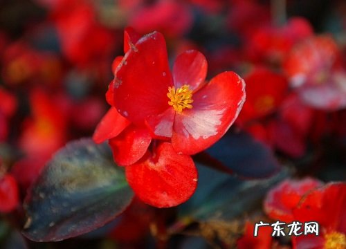 懒人一定要养这5种花生命力强 懒人养花哪种容易活