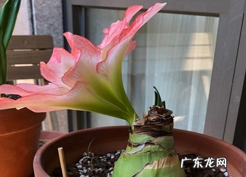 懒人一定要养这5种花生命力强 懒人养花哪种容易活