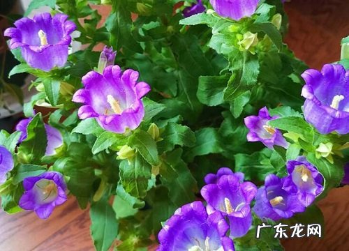 阳台上一年四季都可以养的花 阳台养什么植物四季可观赏