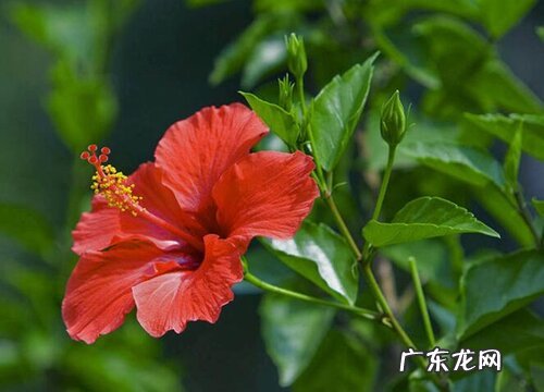 阳台上一年四季都可以养的花 阳台养什么植物四季可观赏