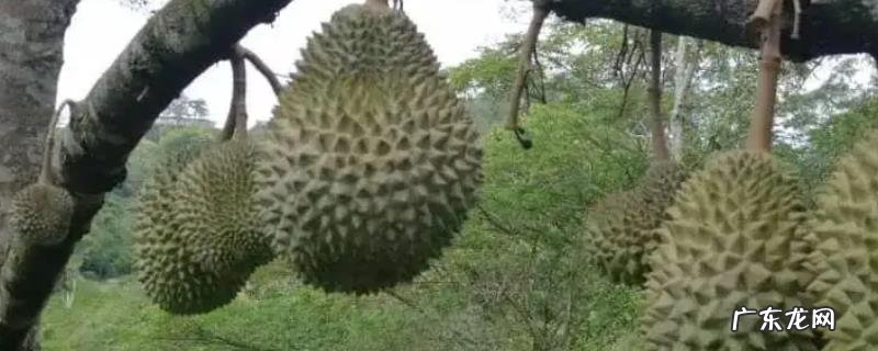 猫山王榴莲成熟时间，附与普通榴莲有何不同