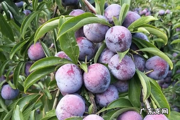 脆红李何时成熟，附种植方法