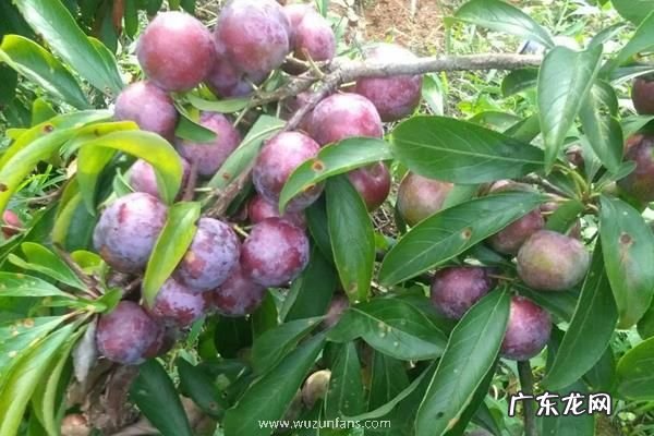 脆红李何时成熟，附种植方法