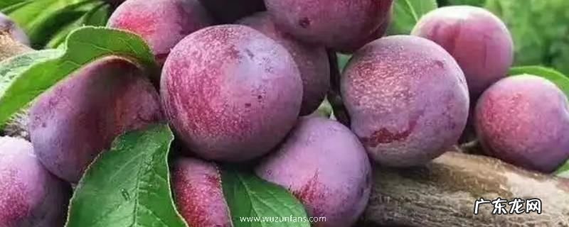 脆红李何时成熟，附种植方法