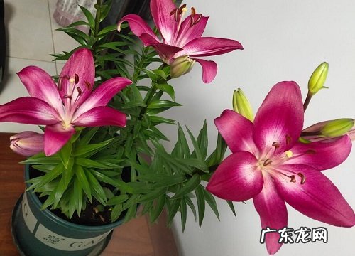 百合花盆栽的养殖方法和注意事项 百合花种球怎么繁殖