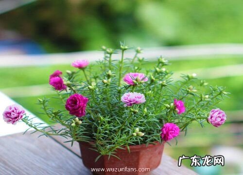 太阳花为什么不开花只长叶 太阳花什么时候开花