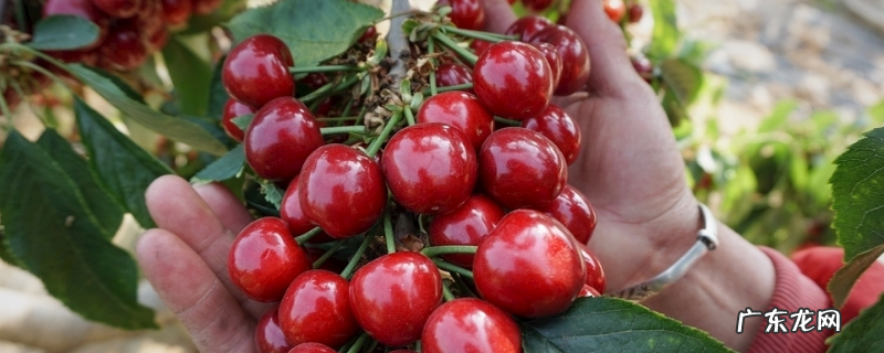 美早樱桃一般何时成熟,美早樱桃多少钱一斤