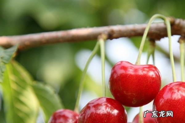 美早樱桃一般何时成熟,美早樱桃多少钱一斤