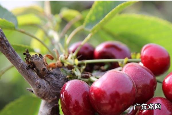 美早樱桃一般何时成熟,美早樱桃多少钱一斤