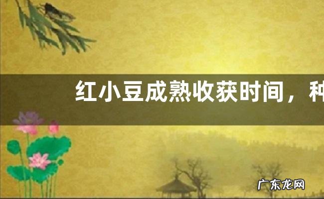 红小豆成熟收获时间，种植方法和注意事项