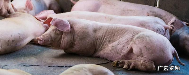 母猪净化用什么药，视情况选择